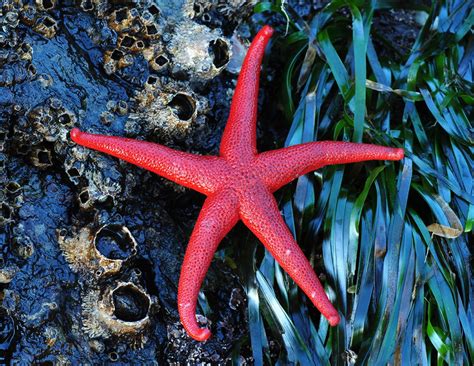 Phylum Echinodermata Starfish