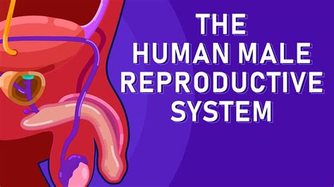 Male Reproductive System Animation 的图像结果