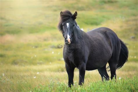 冰岛马,母马,冰岛高清图库素材免费下载(图片编号:7019283)-六图网