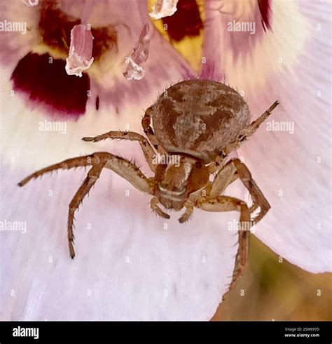 Ground Crab Spiders (Xysticus), Arachnida, Fort Ord National Monument ...