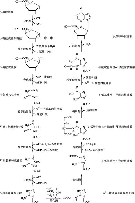 生化知识点12：碱基、核苷、核苷酸 - 知乎