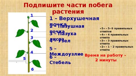 Презентация к уроку в 6 классе по теме "Побег, его строение и развитие"