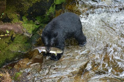 Do Bears Really Hibernate? - National Forest Foundation
