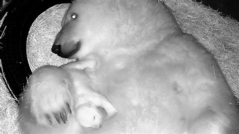 Sorprendente nacimiento de oso polar en América Latina: aquí las ...