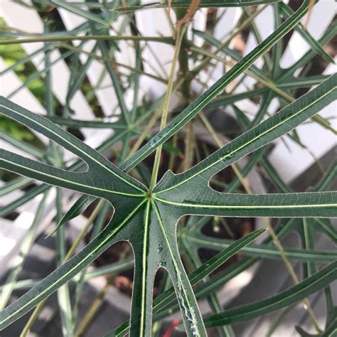 Plant Consciousness: Do Plants Have Feelings? – David Cuschieri