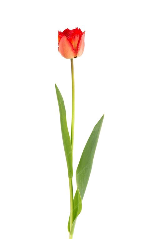 Single Flower With Stem White Background