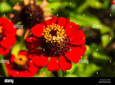 Flower 的图像结果