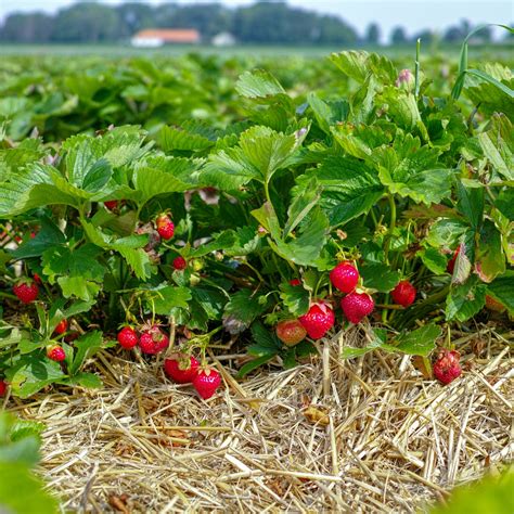 Best Tasting Everbearing Strawberry Varieties