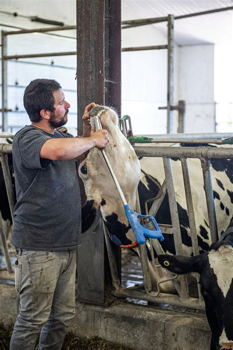 Factory Farming 的图像结果