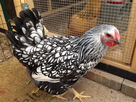 Silver Laced Wyandotte