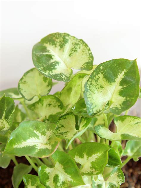 Syngonium Plants – Greenkin