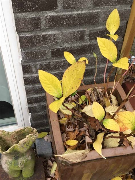 How to Fix Hydrangea Leaves Turning Yellow? - Plants Craze