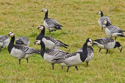 What Is a Group of Geese Called? (Complete List + Why?)
