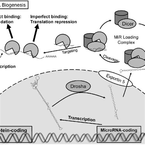 Primary microRNA Transcript 的图像结果