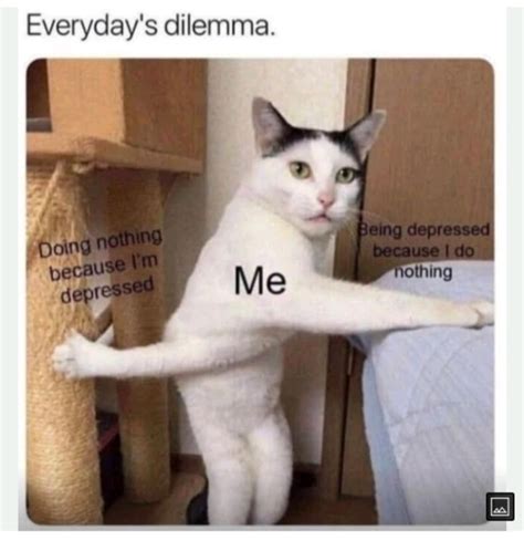 Memes sad memes cat memes – Artofit