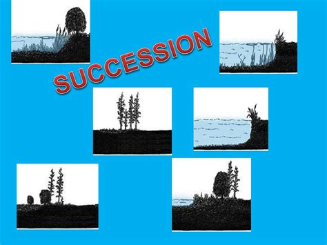 Image result for Example of Succession