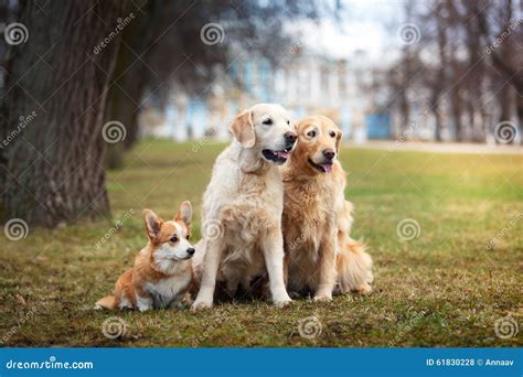 Golden Retriever Corgi