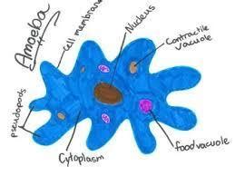 Draw Neat Labelled Diagram Of Amoeba - Brainly.in