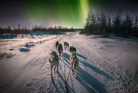 Night Dog Sledding | Alaska Mushing School