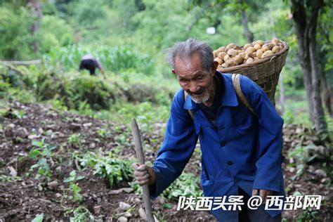 视频丨镇坪88岁爷爷和老伴一起挖土豆 勤劳一生幸福长久|土豆|老伴_新浪新闻