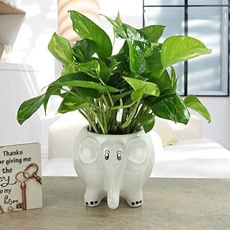 Ferns 'N' Petals Money Plant Live Indoor Elephant Ceramic Pot 5 x 6 ...
