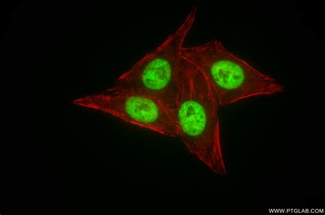 HNRNPR antibody (85078-1-RR) | Proteintech