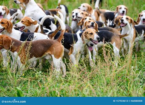 Hunting Dogs, Hunter Hounds, Beagle Dogs, Beagle Hounds Waiting for ...
