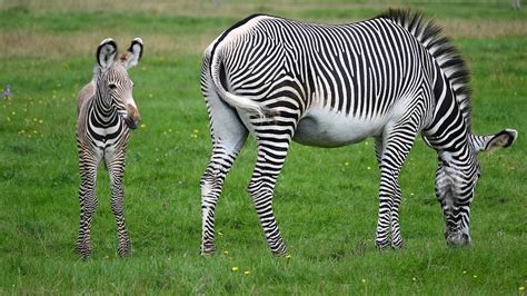 ZSL Whipsnade Zoo | Attractions Near Me