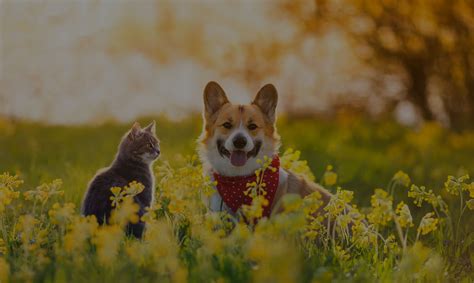 Veterinarian in Groveport | Vet Near You | Groveport Animal Clinic