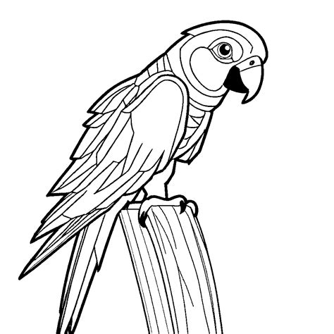 Image result for Parrot Drawing Printable