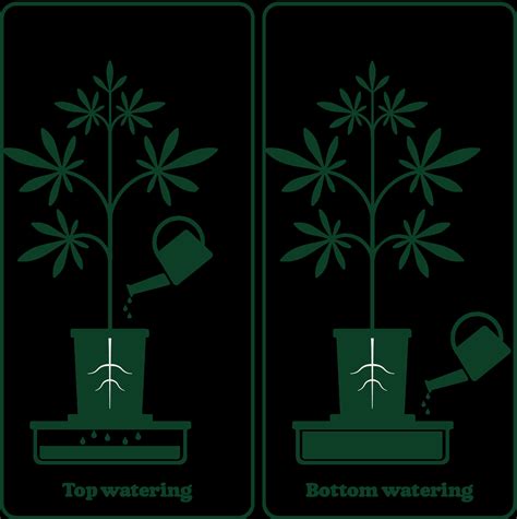 Ultimate Guide to Watering Weed Plants - ILGM
