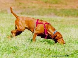 Law Web: Appreciation of Dog tracking evidence