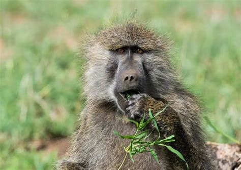 Image result for Baboon Behavior