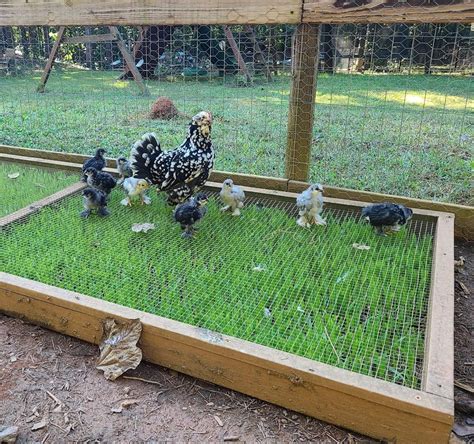 Growing grass in chicken coop | Backyard chicken farming, Cute chicken ...