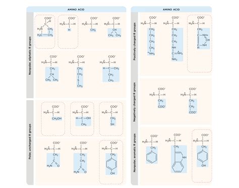 Amino Acid Identification Quiz
