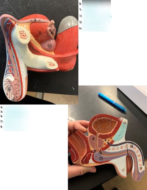 Image result for Male Reproductive System Anatomical Model