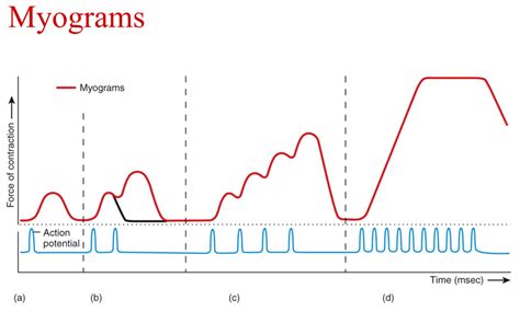 Image result for Myogram
