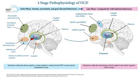 Basal Ganglia And Ocd at Charles Kintore blog