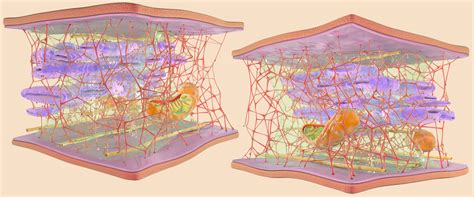 Image result for Cytoskeleton Structure