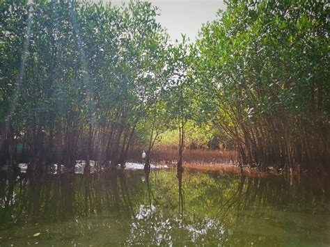Photoblog: Mangroves of the Aghanashini: Linking the River, Land and ...