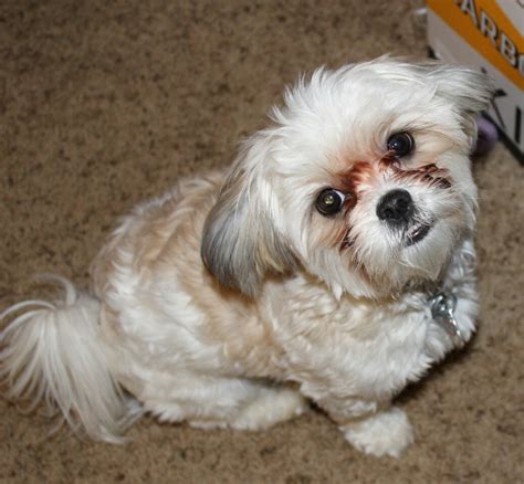 What Is Shih Tzu Maltese at Jenny Abate blog