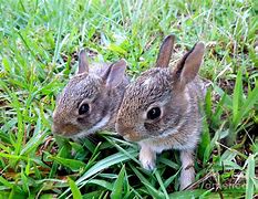 Image result for Two Bunnies Hugging