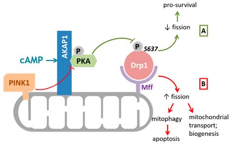 A-Kinase Anchoring Protein 1: Emerging Roles in Regulating ...
