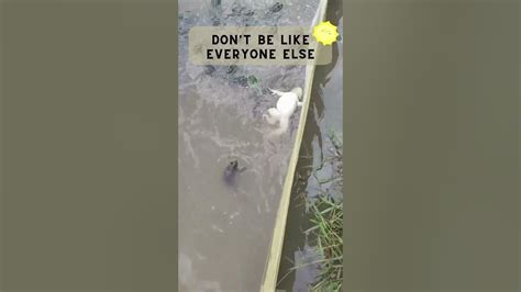 Image result for Frog Jumping Backwards Meme