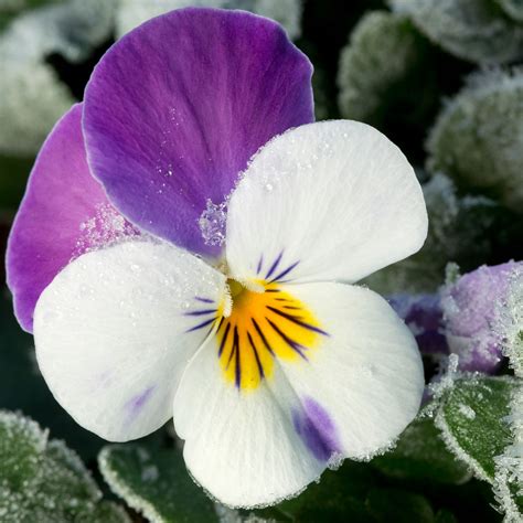 How to grow winter pansies for stunning blooms | Ideal Home