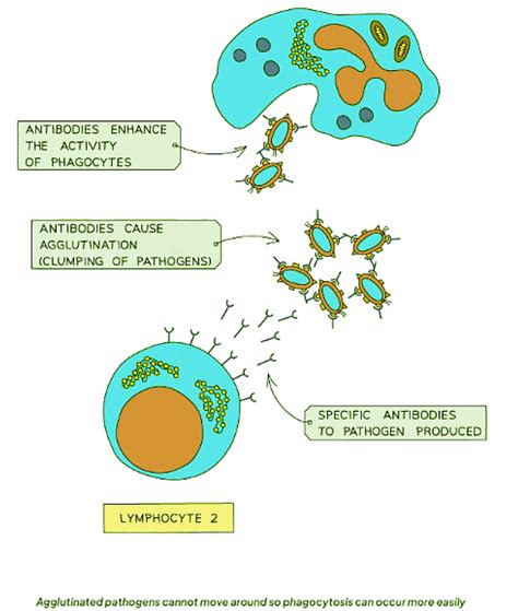 Antigens and Antibodies - Biology for GCSE/IGCSE - Year 11 PDF Download