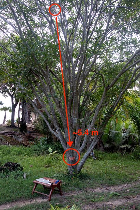 Tree Network 的图像结果