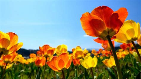 Image result for "spring '
