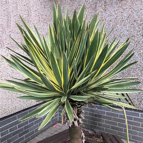 Yucca Aloifolia Care