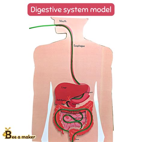 Image result for Digestive System Template